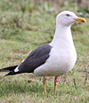 adult LBBG Dutch intergrade in September, ringed in the Netherlands. (85708 bytes)